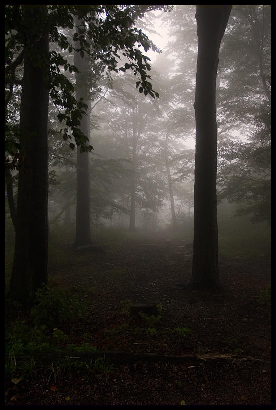 http://fc06.deviantart.net/fs11/i/2006/237/6/4/silent_hill__forest_of_horror_by_d3r_t.jpg