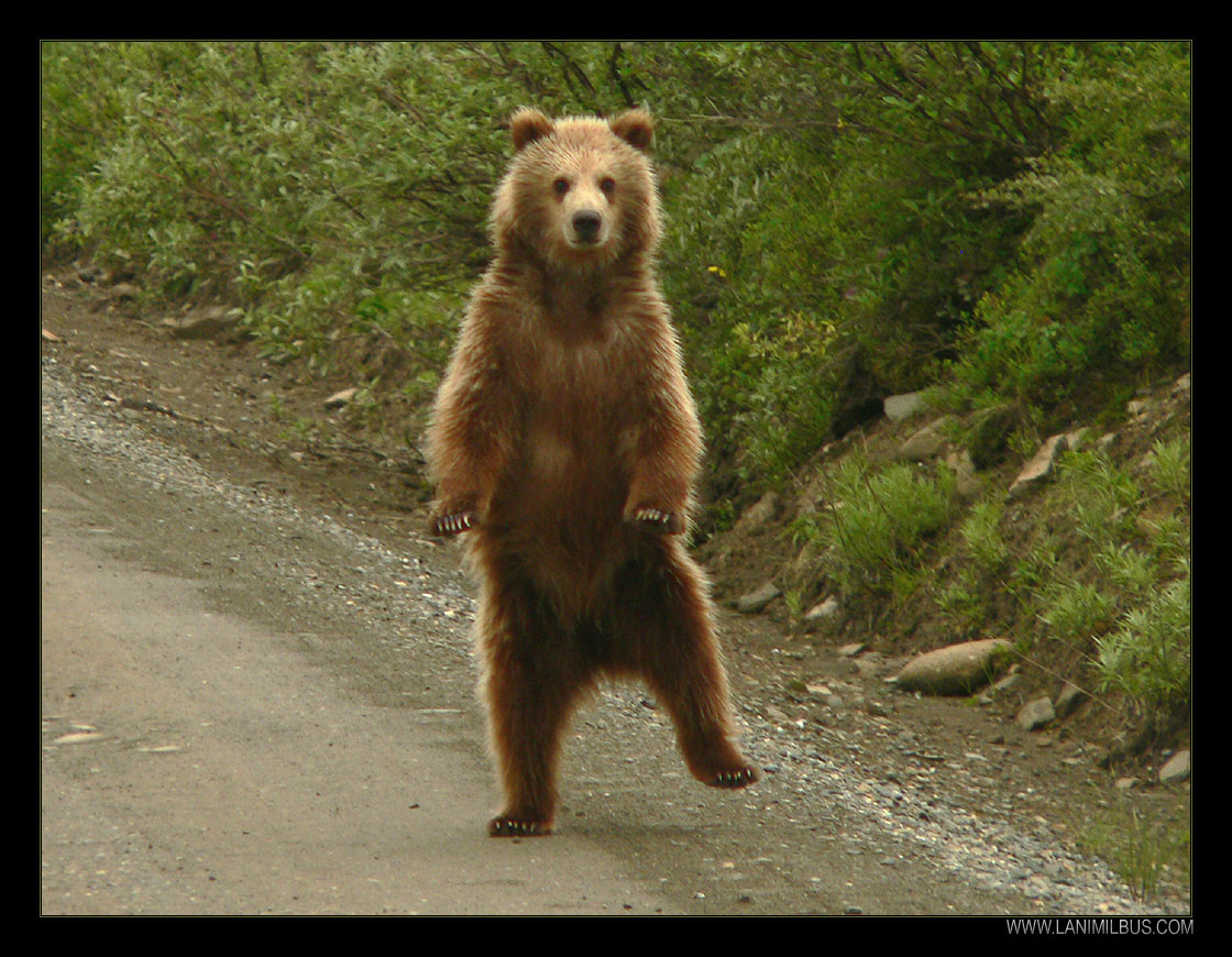 Is Dancing Bear Real
