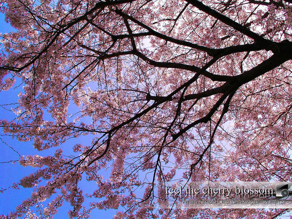 cherry blossom wallpaper. cherry blossom wallpapers for