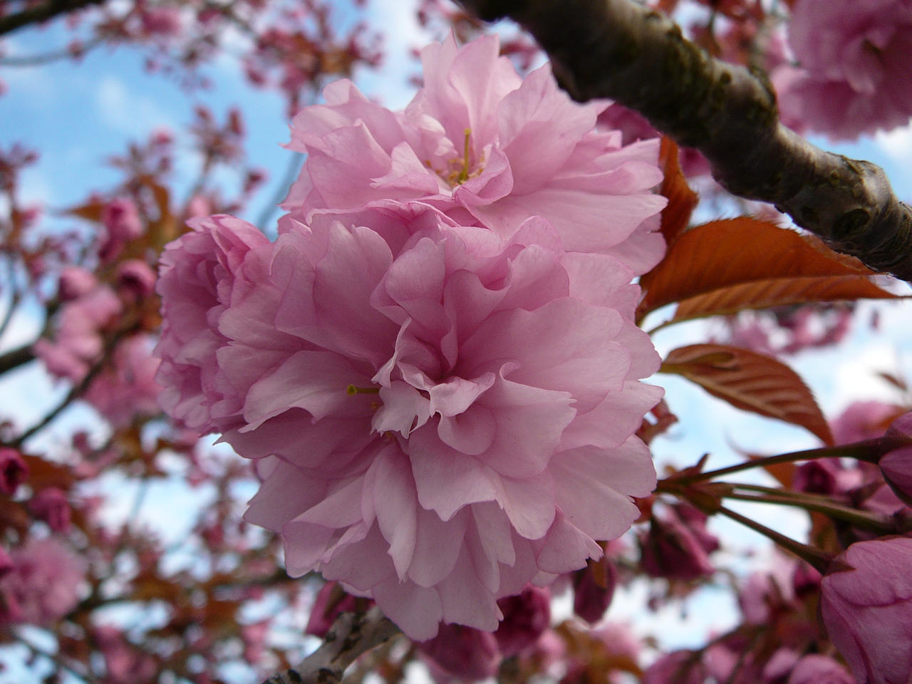 Pink_Flower_Tree_Blossom_Stock_by_Enchantedgal_Stock.jpg