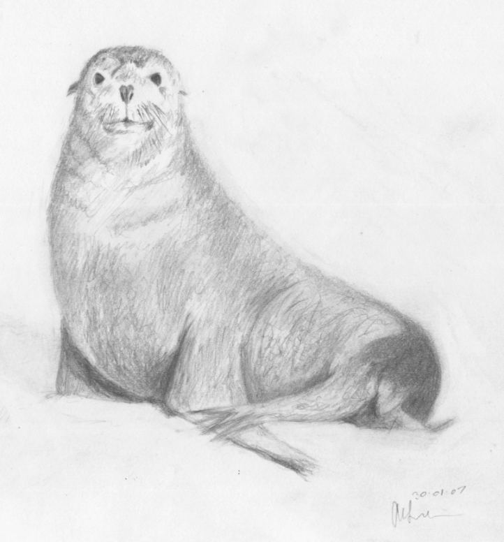 Animal_Sketch_I___Sea_Lion_by_oryza.jpg