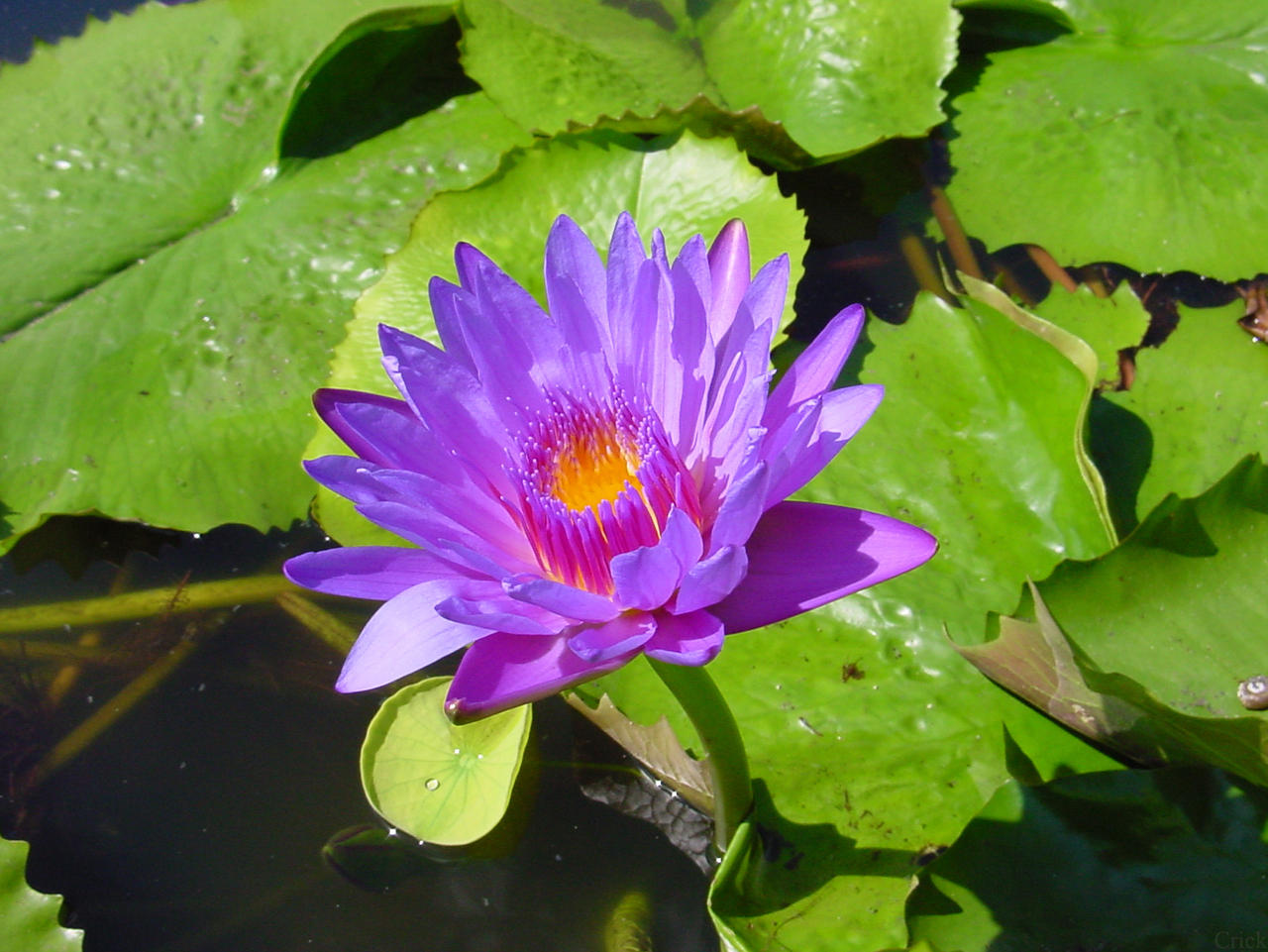 Water Lily Pad Pond Flower by