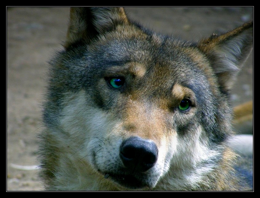 Wolf by Wilhelmine