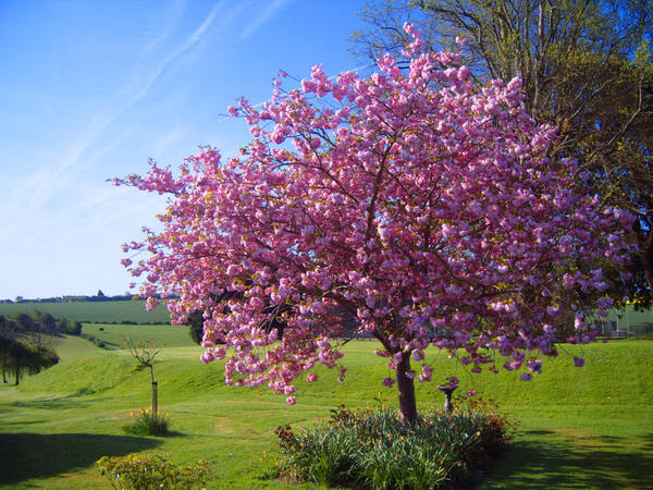 Blossoming_Tree_by_Kaytoo_dreamer.jpg