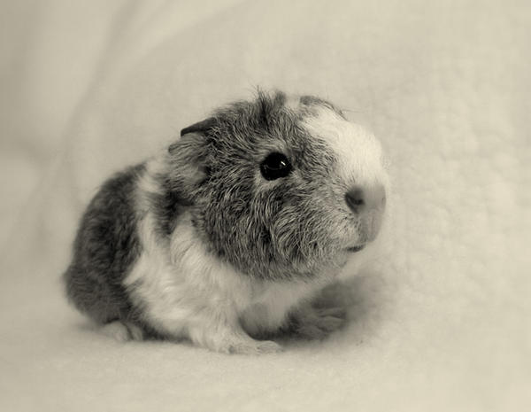 Baby guinea pig 2 by KatharineGoodchild