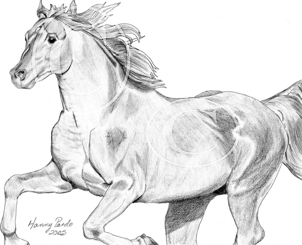 Pencil Drawing Horse Running - pencildrawing2019