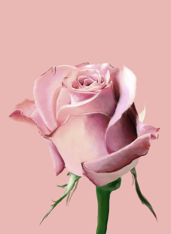 pink rose. Pink Rose by ~hagrid78 on