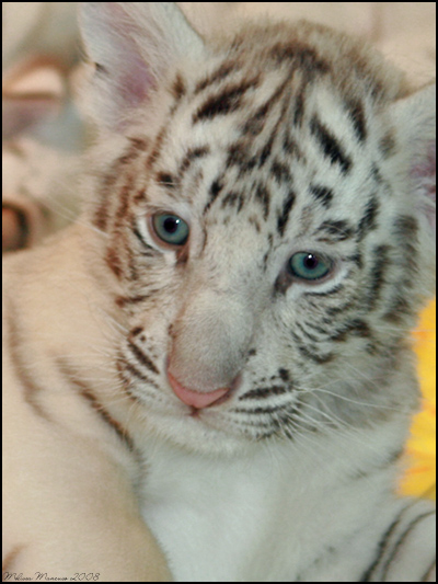 Free Wallpaper Cute on Tiger Cubs Wallpaper   Pictures Of Tiger