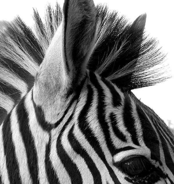 Zebra-Black-and-White