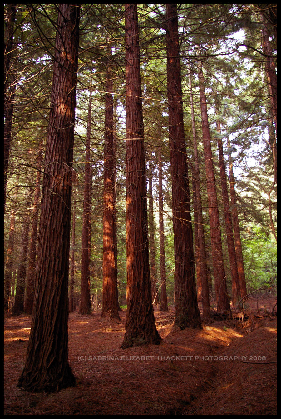 Download this Redwood Forest Hitomii picture