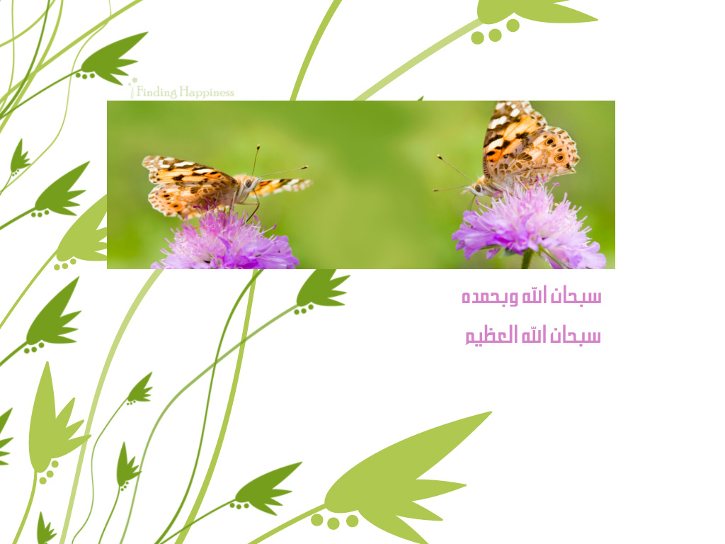 Tortoiseshell Butterflies wallpaper > Tortoiseshell Butterflies islamic Papel de parede > Tortoiseshell Butterflies islamic Fondos 