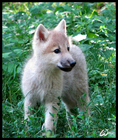 Baby Wolves Pictures on Fluffy Baby Wolf Cub By  Woxys On Deviantart