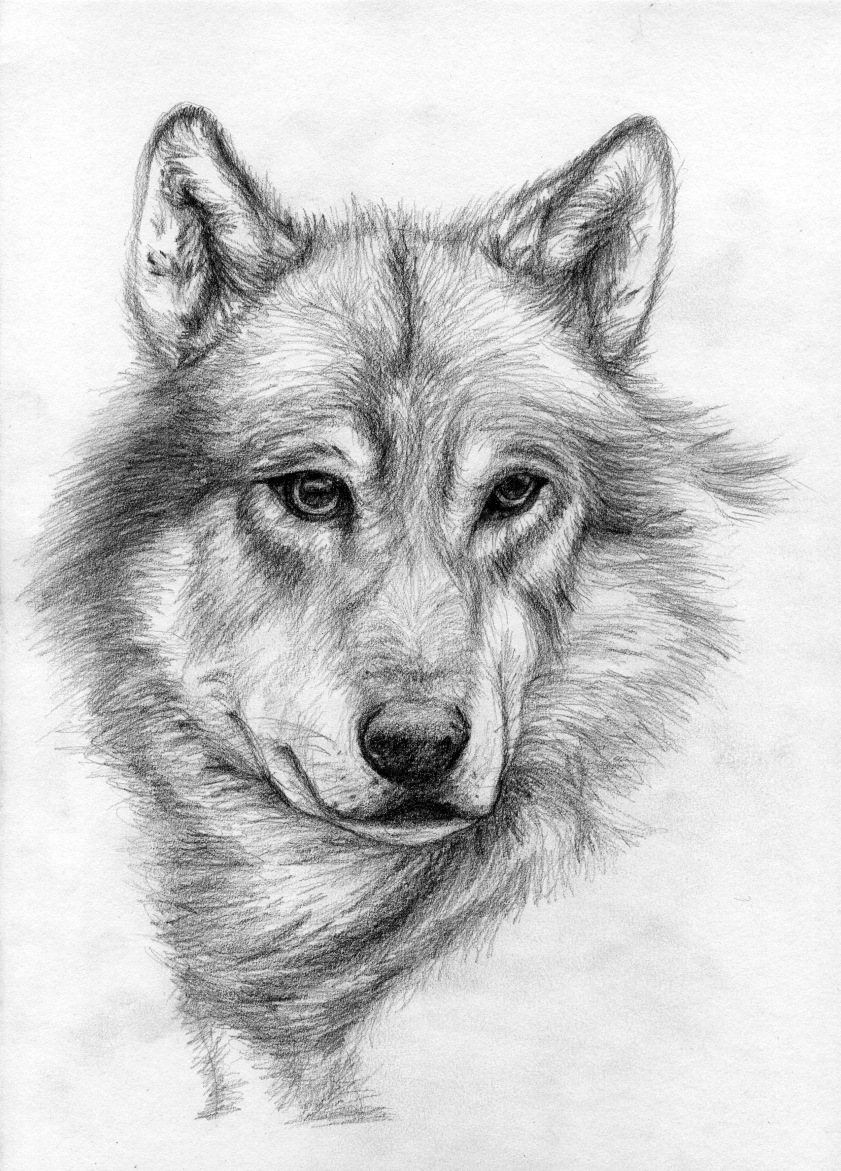 vlk