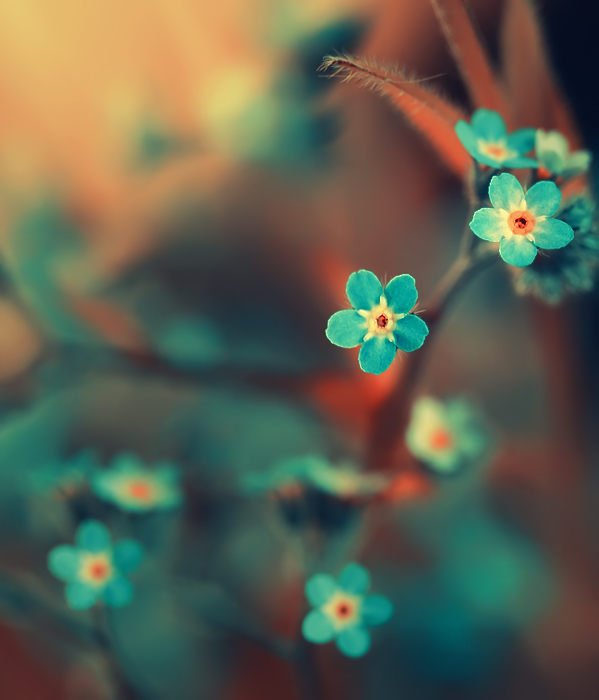 Beautiful Examples of Flower Photography