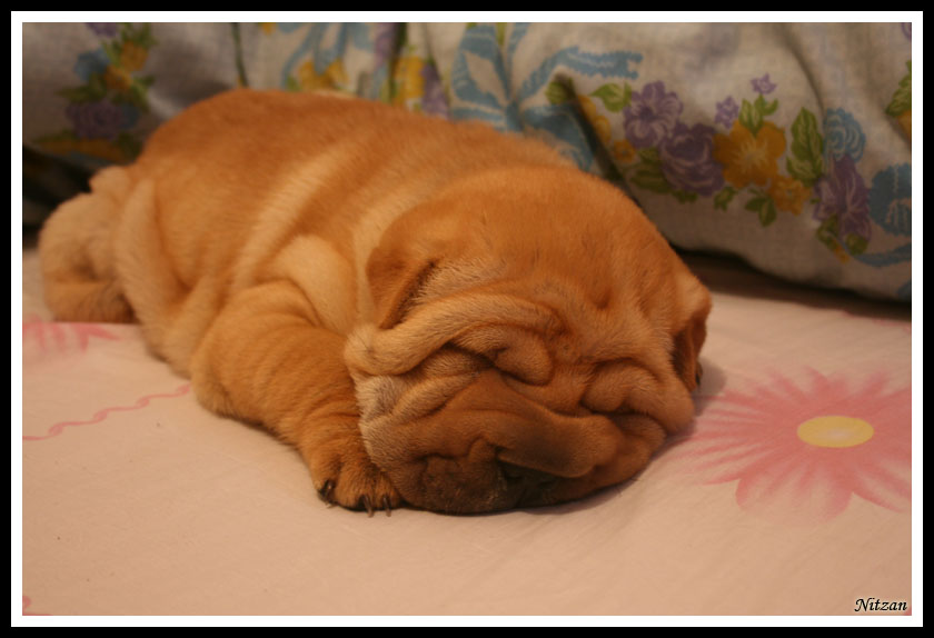 cute wrinkly puppies