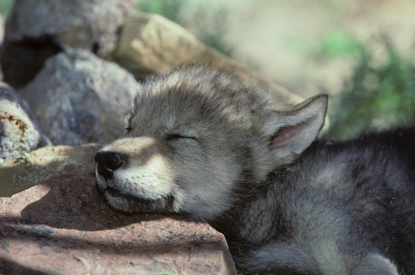 Sleepy_Wolf_Pup_by_WildWolfPup.jpg