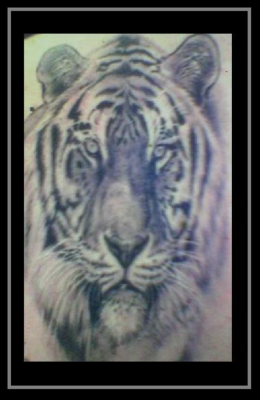 tigers tattoos. images Animal Tiger Tattoos