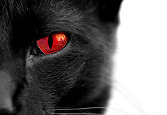 http://fc06.deviantart.net/fs46/f/2009/166/9/7/Black_Cat_With_Red_Eyes_by_OnlyAngel55.jpg