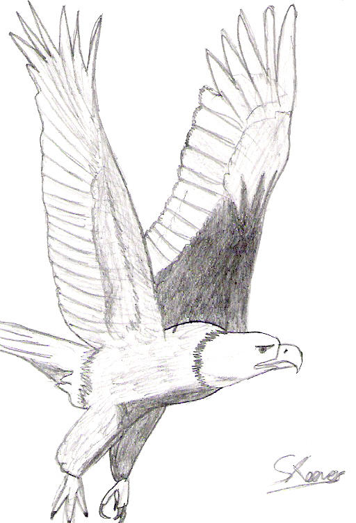 Pictures Of Eagles Flying. Bald+eagle+flying+drawing