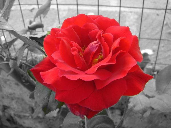 Red Rose Color Splash by MaliceUmbra on deviantART