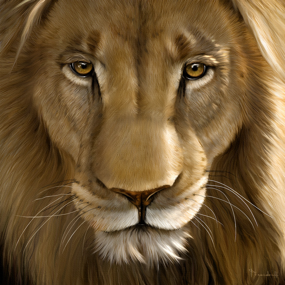 Lion Closeup 32