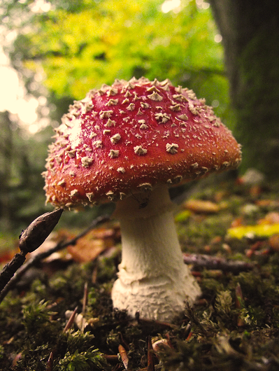 mushroom_xd_by_celvira-d30x8j8.png