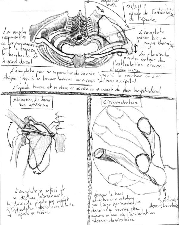 anatomic_study___scapula_displ_by_mourkhayn-d37truu.jpg