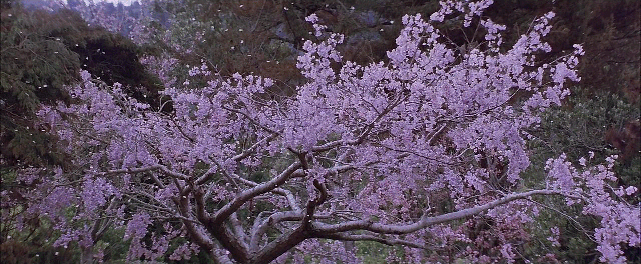 cherry_blossoms_by_ryumakkuro-d4jsjux