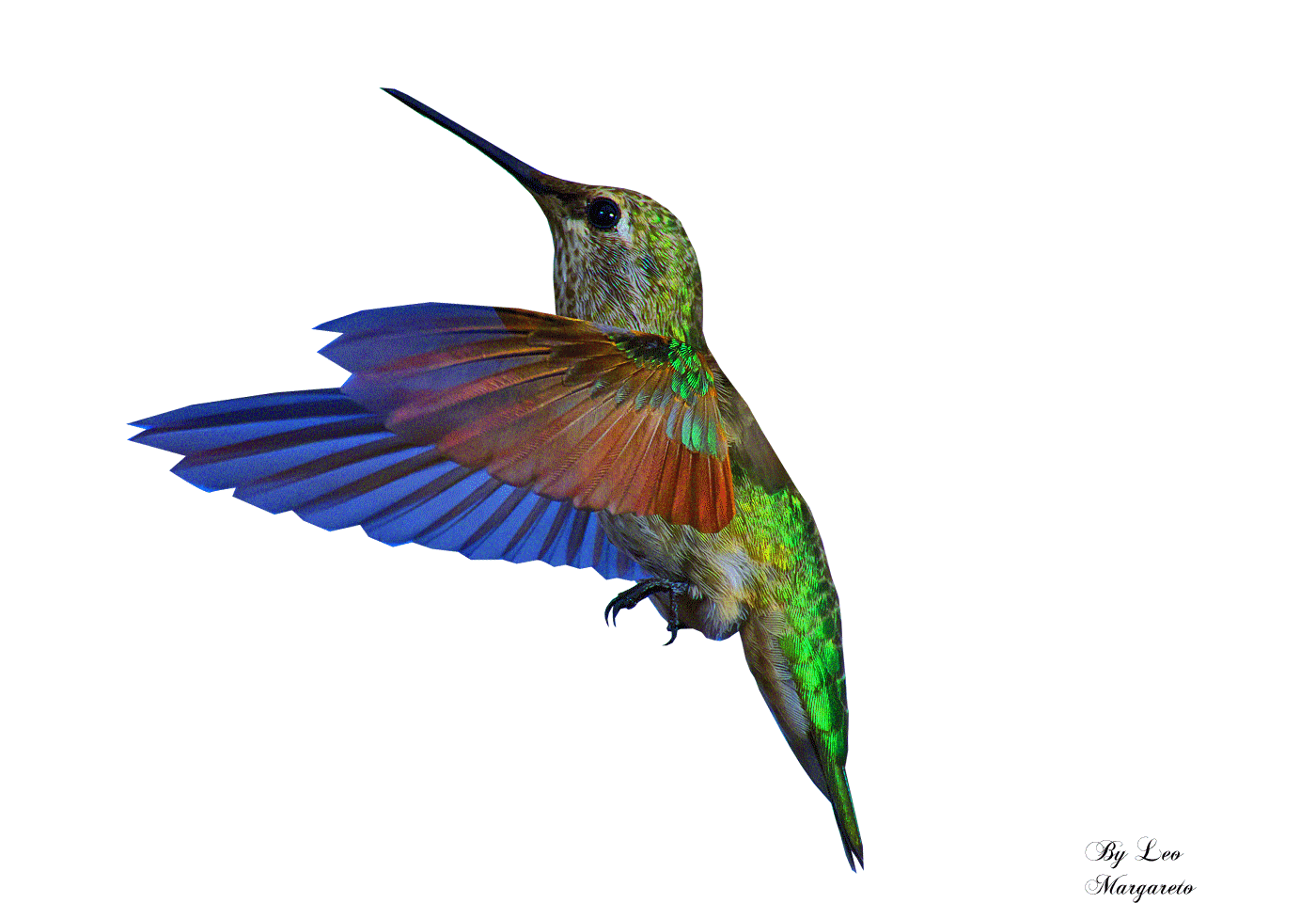 free animated hummingbird clipart - photo #7