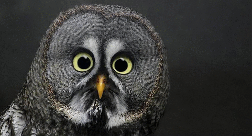 owl_gif_with_feather_movement_and_blink_by_vamp1967-d52b21j.gif
