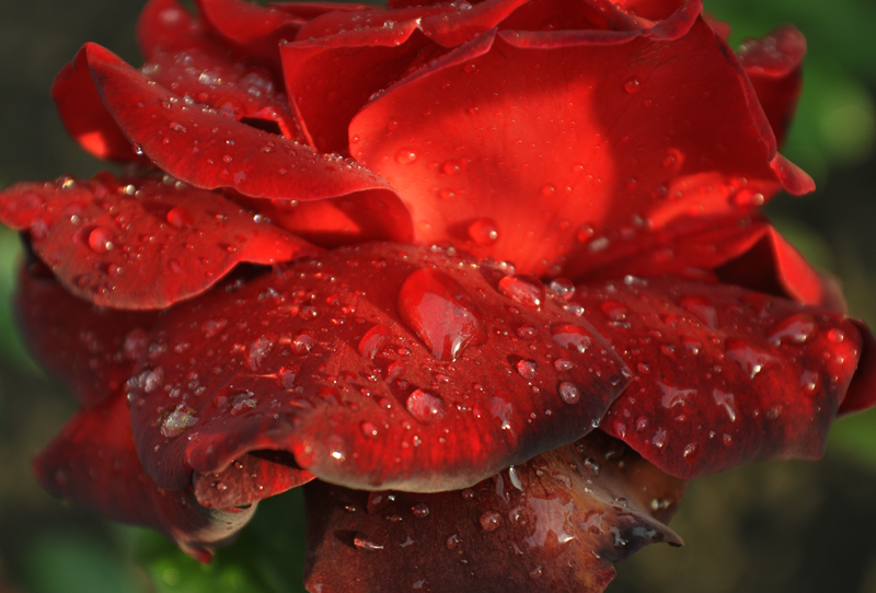 raindrops_on_red_rose_by_julians_derbren