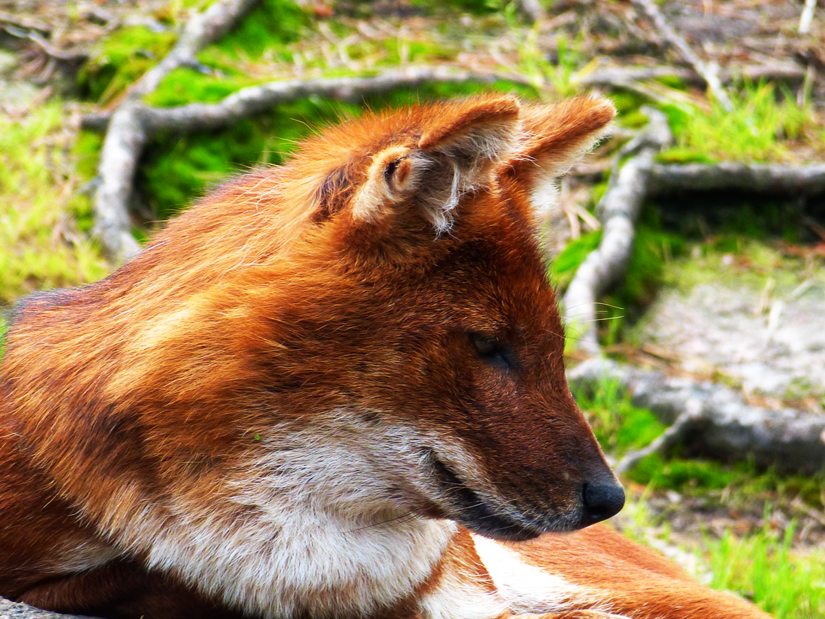 dhole6_by_themysticwolf-d6bxxyw.png
