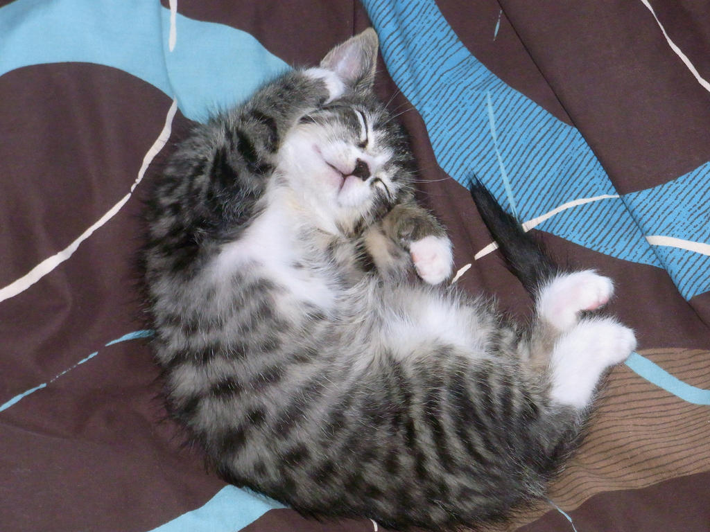 sleeping_kitten_by_LightningTremlett.jpg
