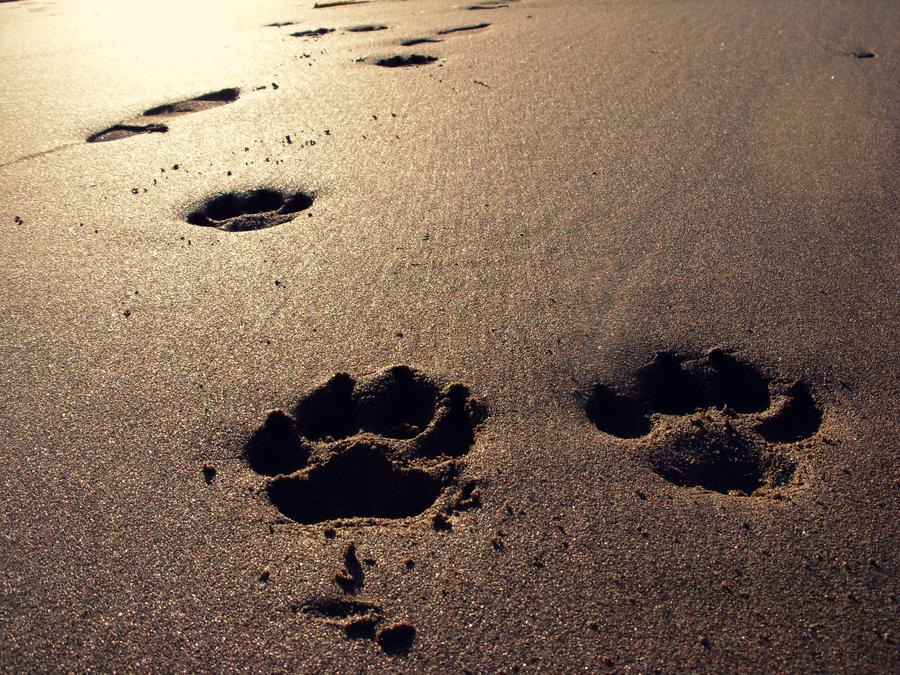 paw print wallpaper. Paw Prints In The Sand by