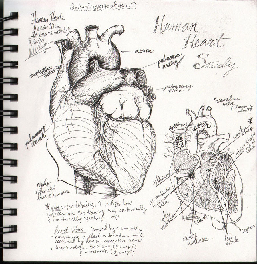 Human Heart Sketchbook study by bluesytealyren on DeviantArt