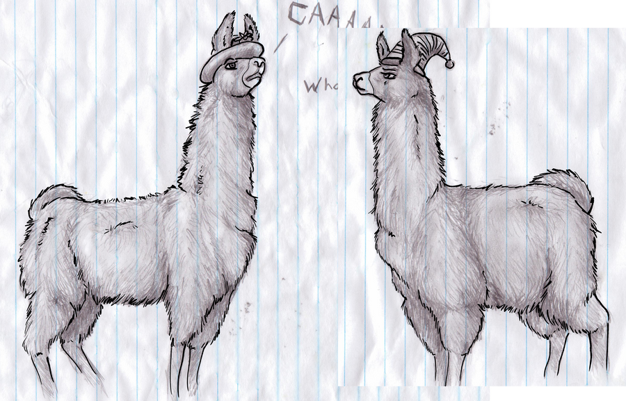 llamas with hats. Llamas+with+hats+quotes