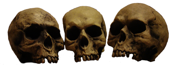 skulls_in_a_row___with__psd__by_treeclimber_stock-d3e7u2t