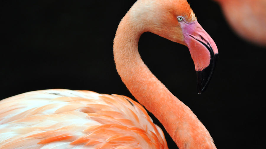 Flamingo HD Wallpaper > Fondos HD 1366x768 