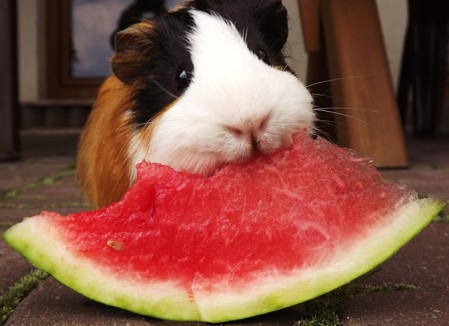 watermelon and guinea pig by Ayamka