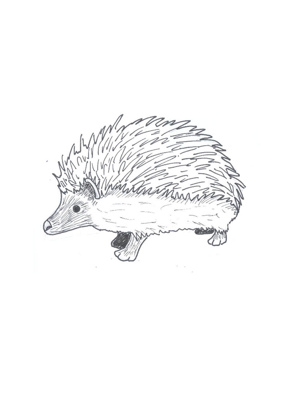 hedgehog clipart outline - photo #46