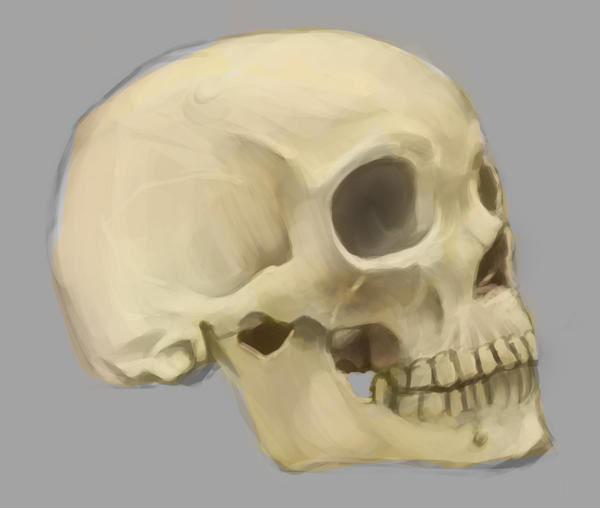 [Image: bone_head_study_1_by_tddigital-d4gi90q.jpg]
