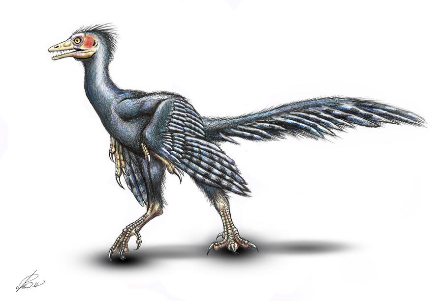 archaeopteryx_lithographica_2_by_malvit-d4oi8bb.jpg