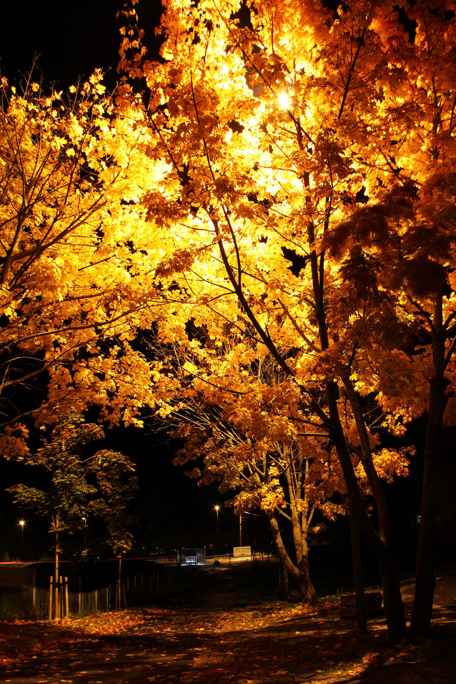 autumn_at_night_by_earudienundomiel-d5gvi1l.jpg