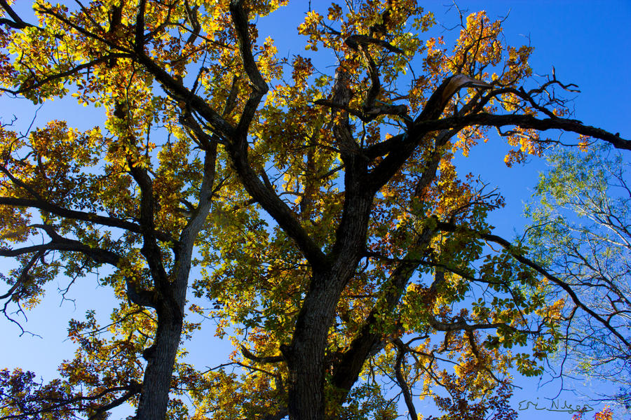 a_autumn_tree_by_egen97-d5hk42q.jpg