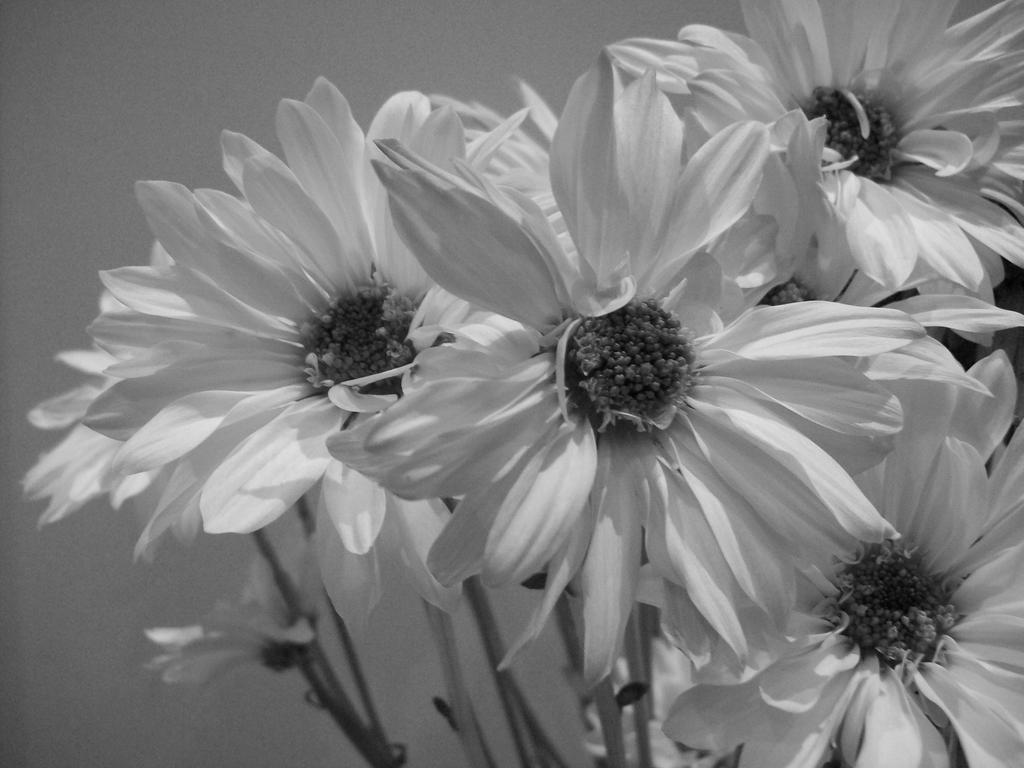 Eleletsitz Vintage Flowers Tumblr Black And White Images,John F Kennedy Junior Memorial