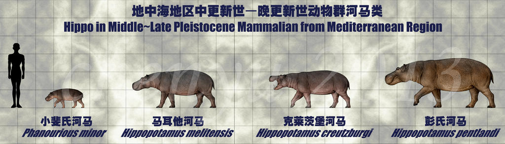http://fc06.deviantart.net/fs70/i/2013/298/f/3/hippo_in_middle_late_pleistocene_mammalian_by_sinammonite-d6rrgdb.jpg