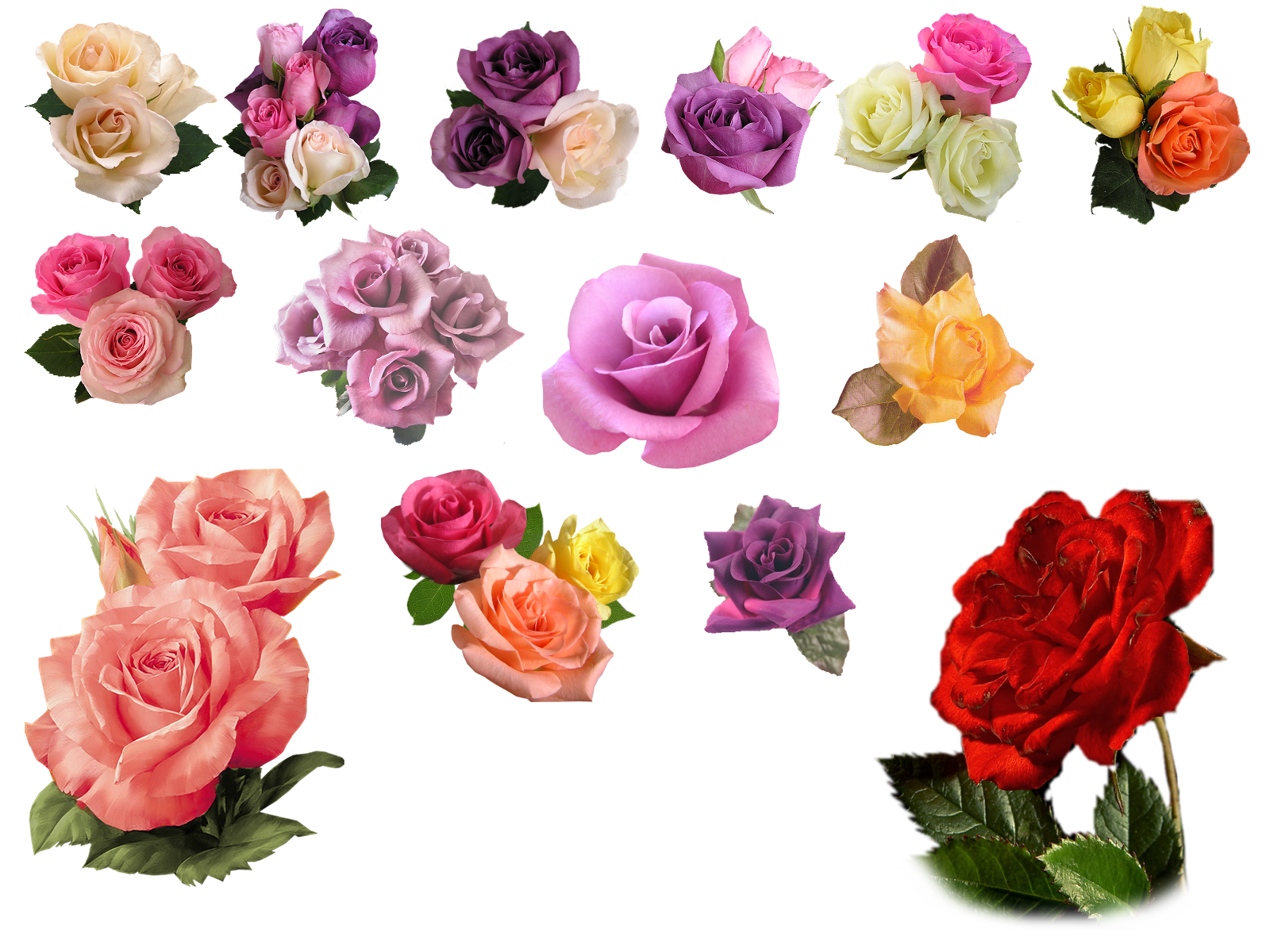 png_rose_by_HaSiYnE.png