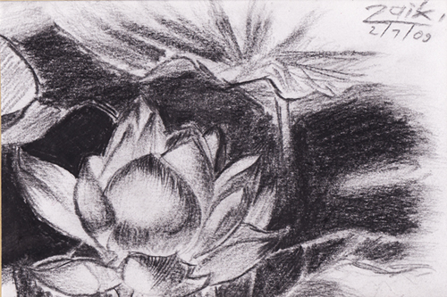 lotus drawing by racenta on