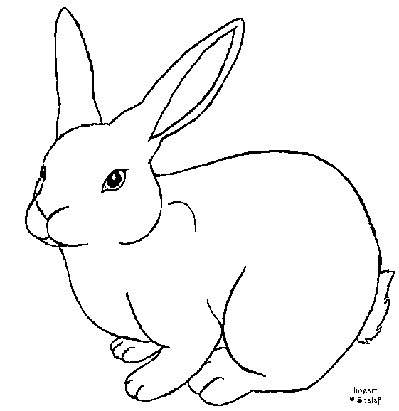Bunny Rabbit Outline Drawing