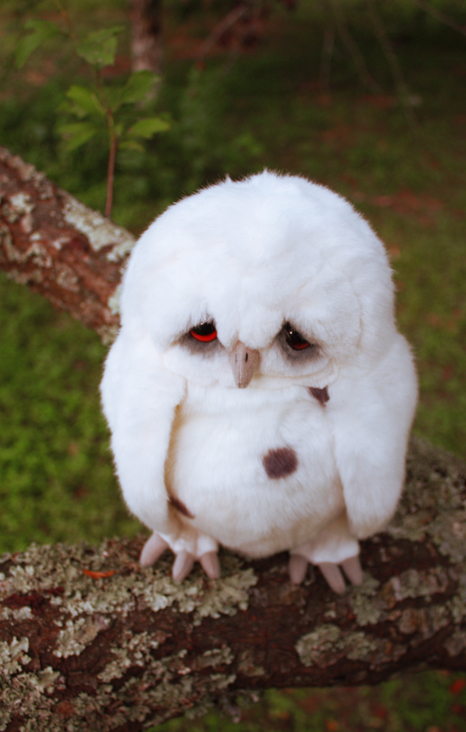 Sad_Owl_3_by_distasty.jpg